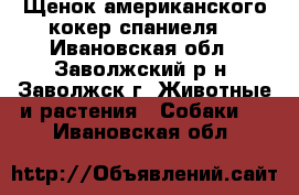 Щенок американского кокер спаниеля. - Ивановская обл., Заволжский р-н, Заволжск г. Животные и растения » Собаки   . Ивановская обл.
